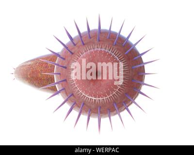 Ottoia marine worm, illustration Stock Photo Alamy
