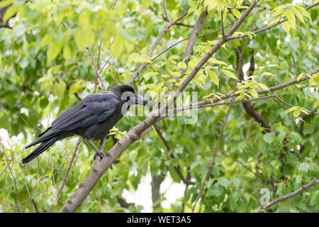 Big black raven sitting on a tree. Big nose crow on the streets of Fukuoka, Japan Stock Photo