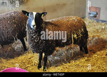 Brown Chewing Sheep in the Farm Stock Photo