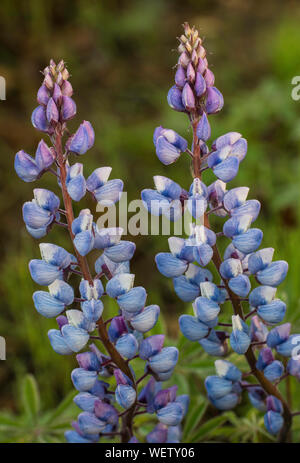 Wild Lupine in flower (Lupinus perennis), Prairies, North America, by Bruce Montagne/Dembinsky Photo Assoc Stock Photo
