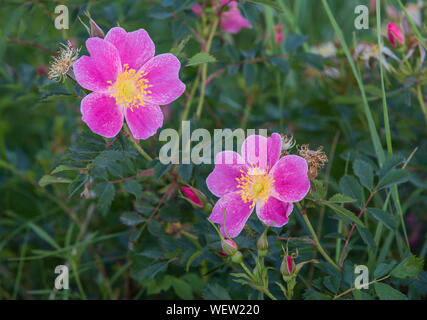 Wild Prairie Rose (Rosa arkansana), flowering, South Dakota, USA, by Bruce Montagne/Dembinsky Photo Assoc Stock Photo