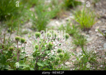 greater burdock Arctium lappa plant Stock Photo