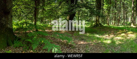 Woodland and heath in the new forest Hampshire England UK Stock Photo