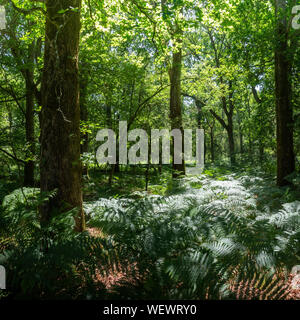 Woodland and heath in the new forest Hampshire England UK Stock Photo