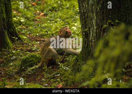 Monkey sitting on a branch of a tree or something which is its natural habitat. A natural background of thick forest is given around it. Stock Photo