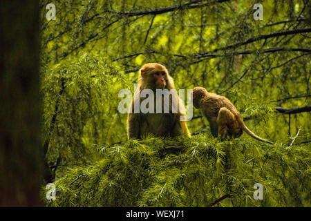 Monkey sitting on a branch of a tree or something which is its natural habitat. A natural background of thick forest is given around it. Stock Photo