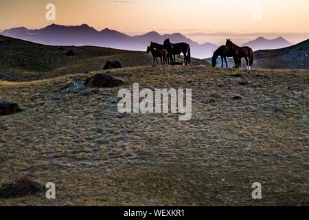 Horses in Lake-Scenery near Pik Lenin, Kyrgyzstan Stock Photo