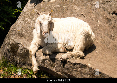 A family of goats sitting on top of a rock in the mountains, Stock Photo