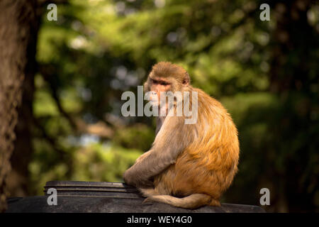 Monkey sitting on a branch of a tree or something which is its natural habitat. A natural background of thick forest is given around it. Stock Photo