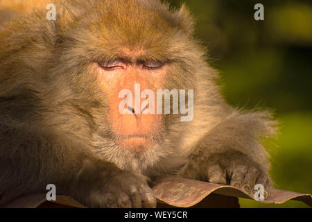 Monkey sitting on a branch of a tree or something which is its natural habitat. A natural background of thick forest is given around it. Stock Photo