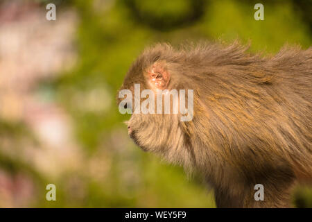 Monkey sitting on a branch of a tree or something which is its natural habitat. A natural background of thick forest is given around it. Stock Photo