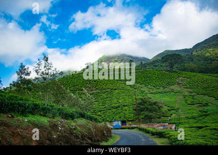 Great green mountain ranges. Peaks surrounded by green plants and a blue sky background. Tea garden in the Western Ghats Stock Photo