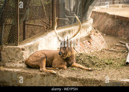 An isolated deer in the park Stock Photo