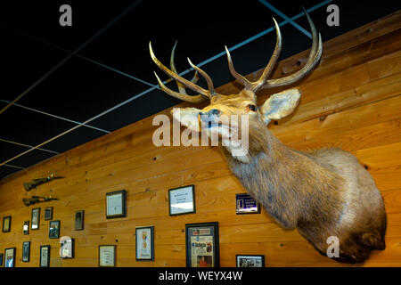 An old style interior for Bar-B-Q by Jim restaurant, with deer head wall mount as decor on wood paneled walls, with photographs and hunting rifles Stock Photo