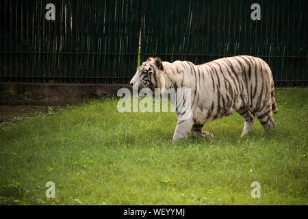 A White Tiger in its natural poses either walking around a green lawn. Stock Photo