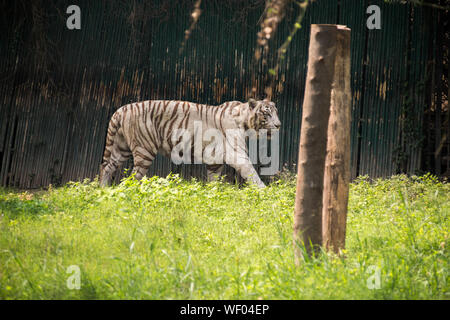 The majestic White Tiger walking around a a green grassed area where it is preserved in the Zoo in Delhi Stock Photo