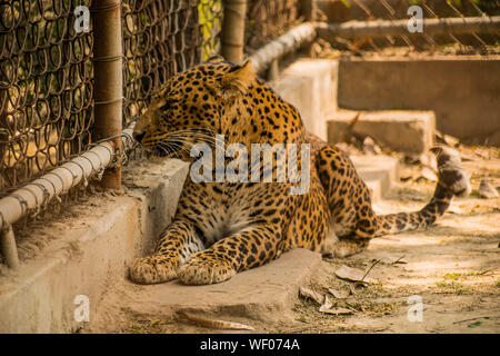 A leopard in its natural poses either ywning or giving out the death stare Stock Photo