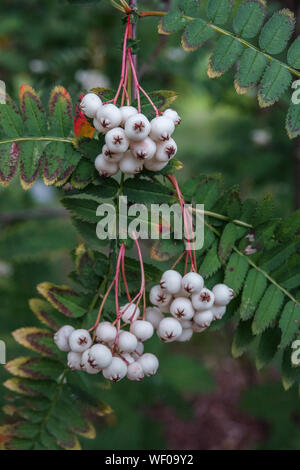 Chinese Mountain Ash, Sorbus koehneana, Rowan white berries on tree, August Stock Photo