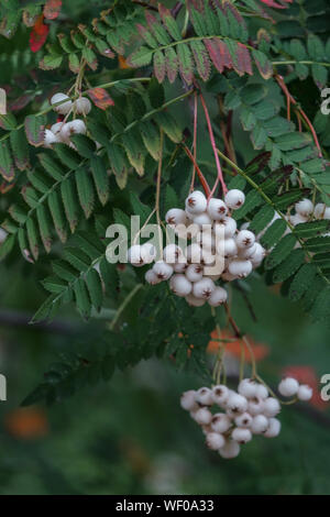 Chinese Mountain Ash, Sorbus koehneana, Rowan white berries on tree, August Stock Photo