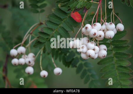 Chinese Mountain Ash, Sorbus koehneana, Rowan white berries on tree, August Stock Photo