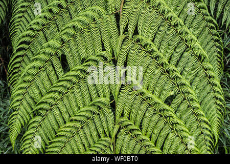 Giant fern leaf, Costa Rica Stock Photo