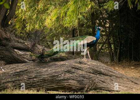 Peacock in the garden Stock Photo