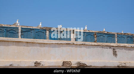 The seagulls of Essaouira, Morocco Stock Photo