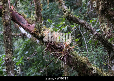 Air plants growing on branch in Monteverde Cloud Forest, Costa Rica Stock Photo