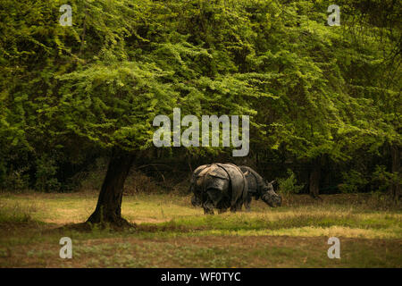 Rhinoceros moving around in a forest. Friendly rhinos whose horns gets sold in the market illegally. Stock Photo