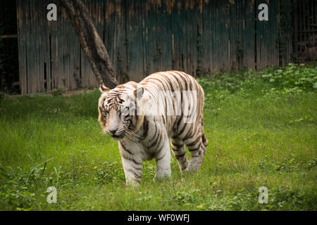 The majestic White Tiger walking around a a green grassed area where it is preserved in the Zoo in Delhi Stock Photo