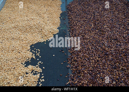 Green and Roasted coffee beans, Coffee Plantation in Costa Rica Stock Photo
