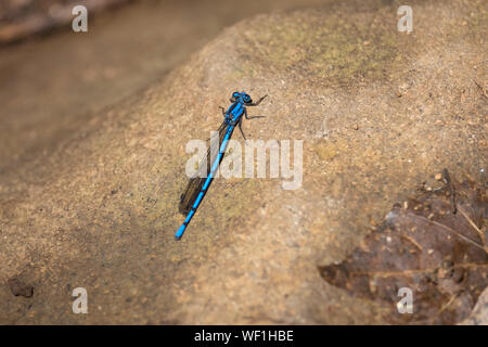 Blue Narrow-winged damselfly, family Coenagrionidae, Puntarenas Province, Monteverde, Costa Rica Stock Photo