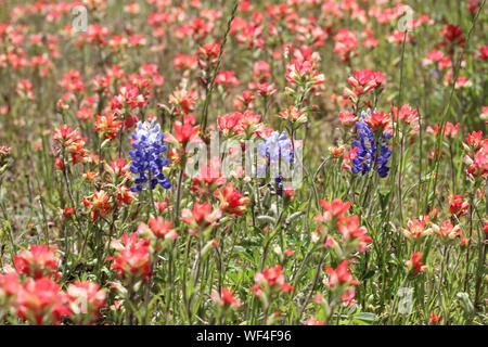 3 bluebonnets surrounded by a field of Indian paintbrush wildflowers in the Texas Hill Country, USA Stock Photo