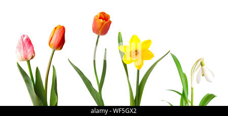 Red and pink tulips, yellow narcissus and snowdrop, isolated on white Stock Photo