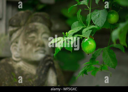 Lime green grows on the tree on the background of the sculpture women praying Stock Photo