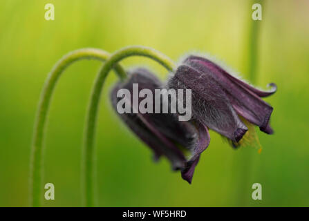 Beautiful purple small Spring Flower. Pulsatilla montana. Stock Photo