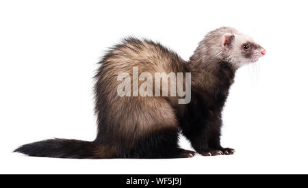 Ferret sitting and looking away, isolated on white background Stock Photo