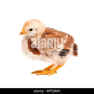Little cute chick isolated on white background Stock Photo