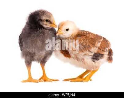 Two chickens isolated on white background Stock Photo