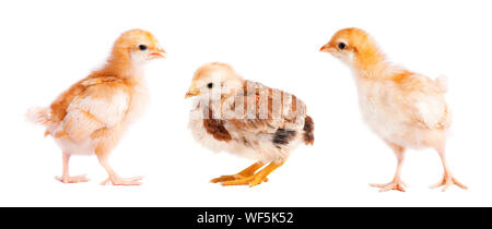 Small chickens isolated on white background. Collage of chick Stock Photo