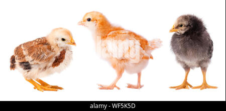 Small chickens isolated on white background. Collage of chick Stock Photo