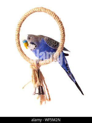 Budgie blue, isolated on white background. Budgerigar on the roost Stock Photo