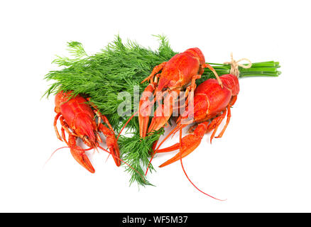 Fresh boiled red crayfish with dill isolated on white background Stock Photo