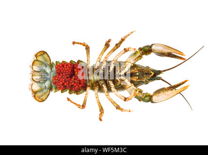 Roe crayfish isolated on white background. Caviar live crayfish Stock Photo