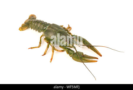 River raw crayfish close-up isolated on white background Stock Photo