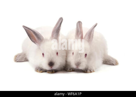 Two white small rabbits isolated on white background Stock Photo