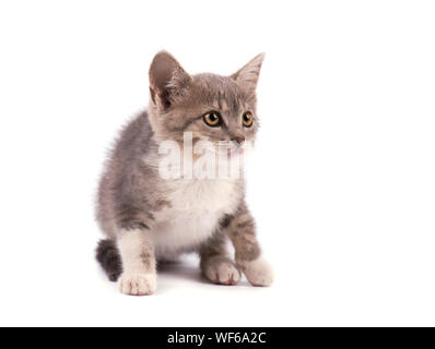 Beautiful small gray kitten isolated on white background Stock Photo