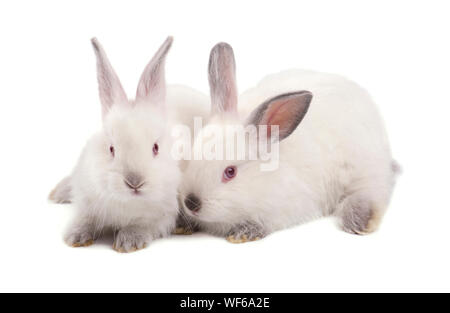 Two white small rabbits isolated on white background Stock Photo