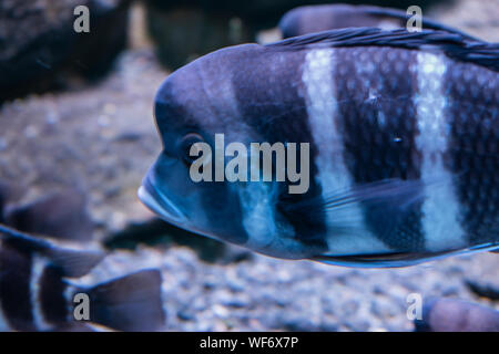 The humphead cichlid fish inside an aquarium. Stock Photo