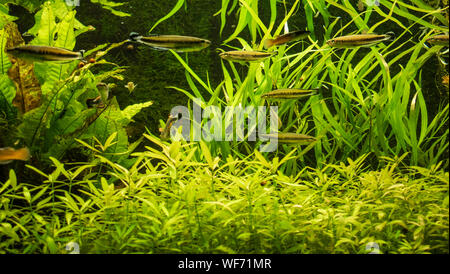 View of an aquarium with different species of fresh water fishes. Stock Photo